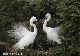 娉曞褓椤鹃梾 娉曞褓椤鹃梾